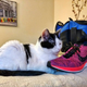 Illustration for article titled Remember my cat whos obsessed with my gym shoes? Shes now expanded her horizons to dress shoes.